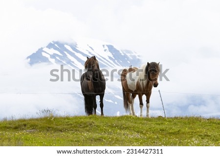 beautiful scenery of Icelandic horses in the field on the snow covered mountain background Royalty-Free Stock Photo #2314427311