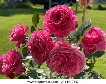 Summer garden with pink roses Leonardo da Vinci. Also known as floribunda. Royalty-Free Stock Photo #2314432447