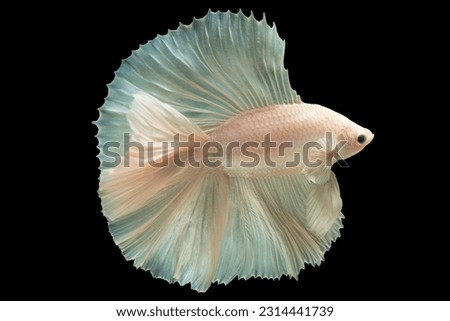 Graceful and flowing fins of the white betta fish which can be accentuated with subtle patterns or contrasting colors further enhance its beauty and allure, Graceful Aquatic Beauties.