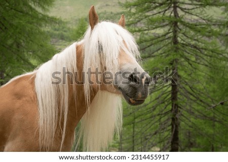 beautiful Haflinger horse with long Hair in a Forest  Royalty-Free Stock Photo #2314455917