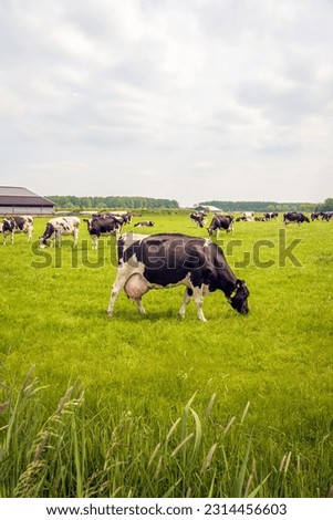 Herd of cows grazes quietly in the meadow. The stable building is visible in the background. The photo was taken on a cloudy day in the spring season in the Dutch province of North Brabant. Royalty-Free Stock Photo #2314456603