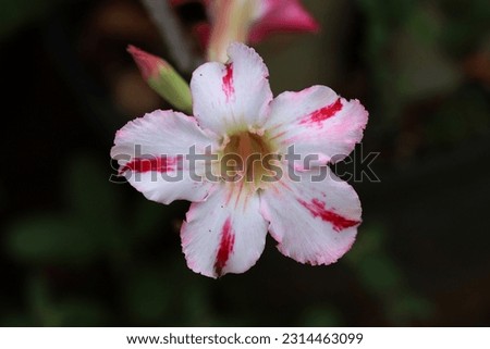 Close up image of white with red splashed adenium flower and bud isolated on blurry dark background