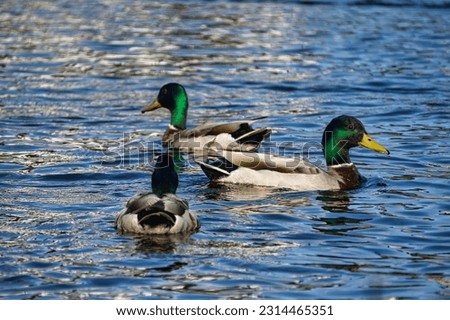 Wild mallard ducks swimming on water. Water. June 2023, spring in Poland Royalty-Free Stock Photo #2314465351