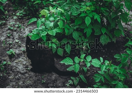 Black cat sitting on the ground in the garden with green leaves.