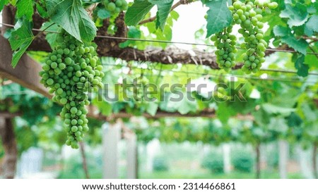 Nature background with Vineyard in Green harvest. Ripe grapes vine grapefruit on the tree in the garden, vineyard background.