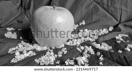 A monochrome photograph capturing the elegance of an apple placed on a bedspread adorned with delicate white flowers.