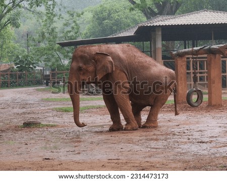Many Thai elephants are well taken care of. After being used so hard that he fell ill and disabled.