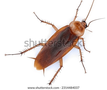 photo of cockroaches on a white background
