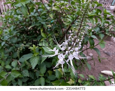 Java tea or cat's whiskers (Orthosiphon aristatus) is a medicinal plant known as kumis kucing in Indonesia and misai kucing in Malaysia. It is benefits and uses in overcoming various diseases.