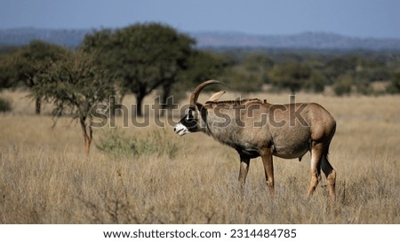 a male roan antelope in the wild Royalty-Free Stock Photo #2314484785