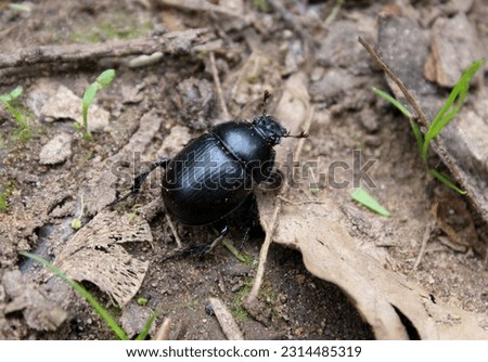 Anoplotrupes stercorosus , dor beetle,dor beetle, animal, animal forest, anoplotrupes stercorosus, beetle insect, beets, black, closeup, dung beetle, environment, fauna, forest, garden, insect, macro, Royalty-Free Stock Photo #2314485319
