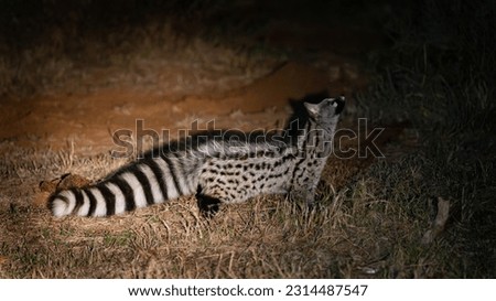 a small spotted genet at night time in the wild