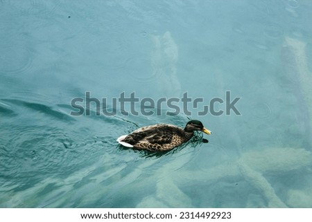Hallstatt lake with ducks, Austrian Alps, Austria, Europe