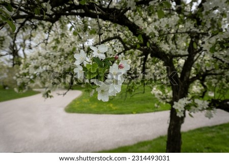 White crab apple blossoms. Malus genus of small deciduous trees or shrubs in the family Rosaceae, including the domesticated orchard apple, crab apples and wild apples. Blurred background. Royalty-Free Stock Photo #2314493031