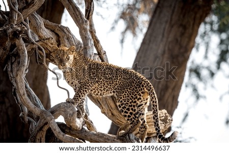 Amazing African leopard climbing up a tree in the wet lands of lower Zambezi national park, Zambia Royalty-Free Stock Photo #2314496637