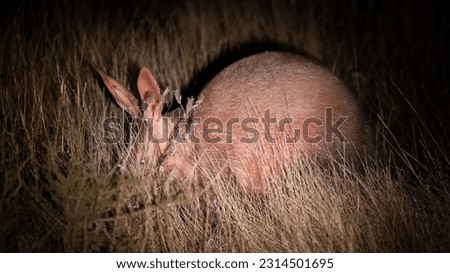 an Aardvark at night searching for the next meal