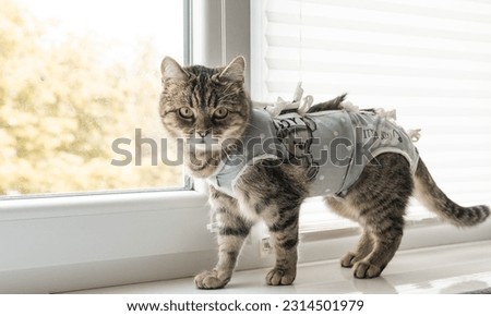 Sterilized cat in an anti-licking weaning suit. Young kitten wears Surgical Recovery Suit. Cat after surgery. Animal stess. Pet Supplies. Royalty-Free Stock Photo #2314501979