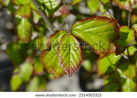 Parottia Persian Spire leaves - Latin name - Parrotia persica Persian Spire Royalty-Free Stock Photo #2314503325