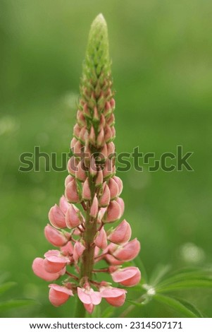Pink Lupin flower blooms in the field. Bunch of Lupinus Polyphyllus  summer flower background. Violet spring and summer Flower. Pink flower 
 Lupine a green background. Lupinus. 