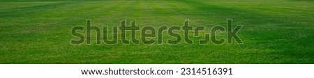 Agricultural mowing in summer.mowed grass on a field with green clover. Nature, background.  no people. field of young fresh grass. green grass in perspective. spring time season. nobody