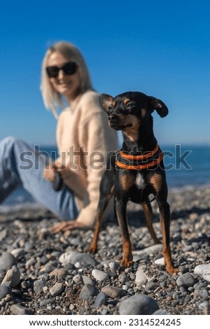 Beautiful serious toy terrier poses on a pebble beach on the sea on a sunny day, in the background a young woman is the owner of the dog. Vertical photo