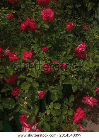many red roses in the village