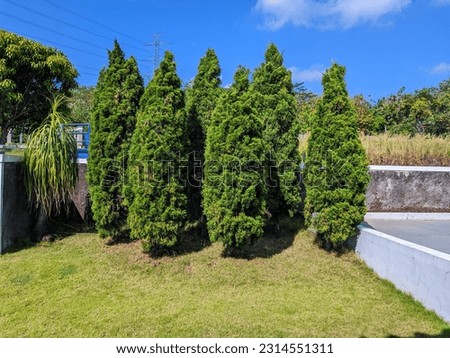 Thuja occidentalis, also known as northern white cedar, eastern white cedar, or arborvitae, is an evergreen, coniferous tree, in the cypress family Cupressaceae. Royalty-Free Stock Photo #2314551311