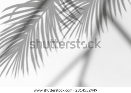Leaves Transparent shadow effects on white background. Tropical  Coconut Palm Leaves with shadow overlays with blurry Sunlight line 