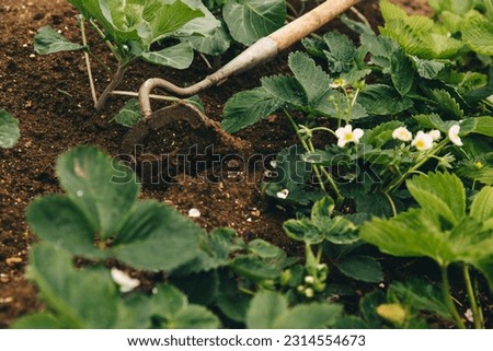 Weeds a garden bed by hoe with blooming strawberry. Removing weeds, keeping clean. Seasonal weeding, work in the garden, watering, fertilizing, growing fresh eco products, herbs, vegetables.