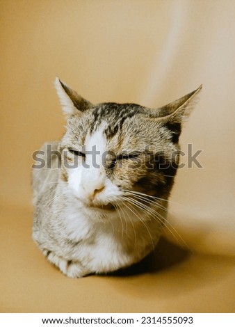 cat with cute and funny expression on a brown background