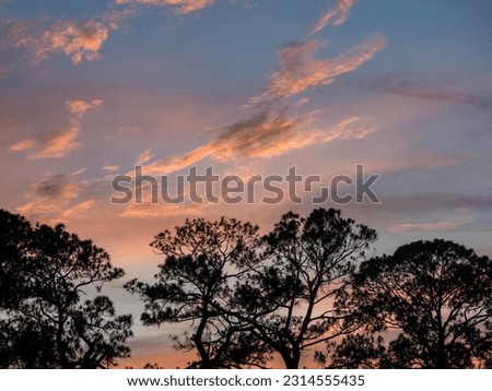 Florida sunset with background of colorful pastel storm clouds  following rain. Pine tree in foreground.