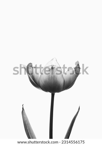 Tulip in black and white on a white background. Copy space.
