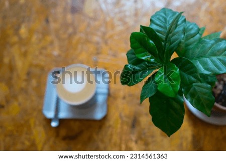Focus at Leaf of coffee tree with cup of hot milk latte art coffee, heart shape for lover on wooden table and sunlight background at coffee drink cafe business.