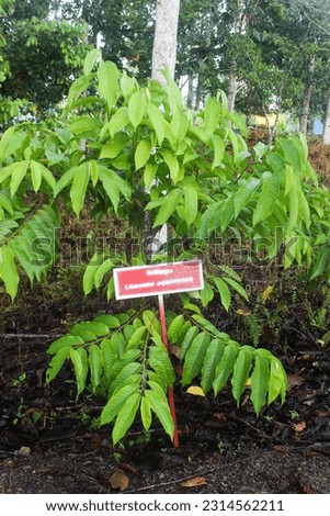 A Jumbo sugar-apple (annona squamosa) fruit tree with a sign with its name
