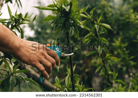 Pruning of peach tree. Pruning branches to form a crown. Blooming garden, care, fertilizer. Removing branches with a short-handled pruner. Horticulture, agriculture, growing vegetables and fruits. Royalty-Free Stock Photo #2314562301