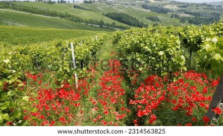 Italy , Oltrepo' Pavese , 
hills with vineyards for the production of wine and red flowers poppies between the rows of vines - Tuscan Apennines landscape from the drone, tourist attraction sightseeing