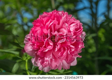 Herbaceous Peonies Salmon Glory in flower Royalty-Free Stock Photo #2314563973