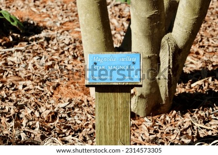 A small blue metal plaque labeling a tree.  It says Star Magnolia.