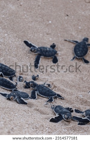 Group of turtles hatchlings on the beach. Many baby turtles going out of the nest on the sand. Cute wildlife moment. Ningaloo national park in Exmouth, Western Australia. Portrait picture.