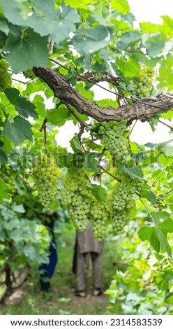 Close up of grapes hanging on branch. Hanging grapes. Grape farming. Grapes farm. Tasty green grape bunches hanging on branch. Grapes. With Selective Focus on the subject.
