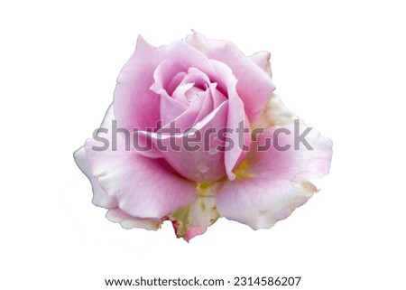 Pink rose with rain drops isolate on white background.