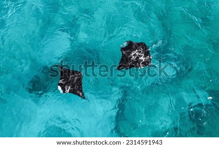 Aerial picture of two manta rays swimming in the blue shallow water. Gentle giants in the ocean. Beautiful marine life. Wildlife in Exmouth, Ningaloo, Western Australia. Amazing animals.