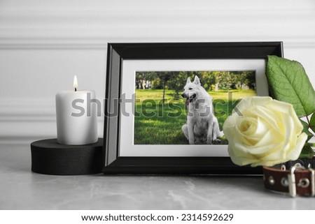 Frame with picture of dog, collar, burning candle and rose flower on light grey table. Pet funeral