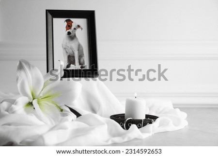 Pet funeral. Frame with picture of dog, collar, burning candle and lily flower on light grey table, closeup. Space for text