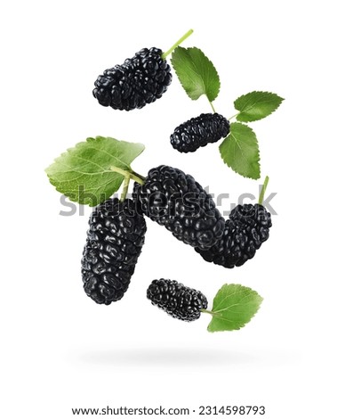 Fresh ripe black mulberries and green leaves falling on white background Royalty-Free Stock Photo #2314598793