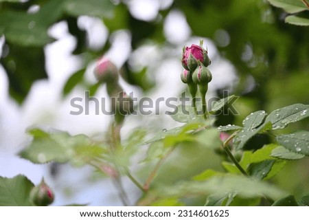 Young unblown rose buds in small garden