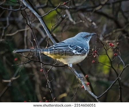 A bird stands on tree branches with red berries in the moody autumn afternoon. Northern Mockingbird commonly found in North America, eating both insects and fruits.