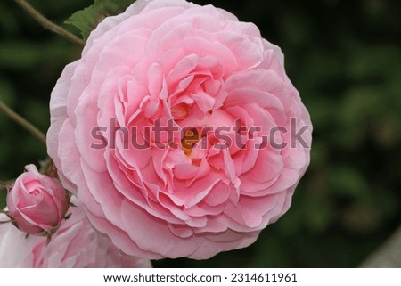 Kiss Me Kate Climbing Rose. Beautiful large headed pink rose. Flower Royalty-Free Stock Photo #2314611961