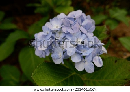 Hydrangeas are deciduous shrubs with flowers in terminal, round or umbrella-shaped clusters in colors of white, pink, or blue, or even purple.