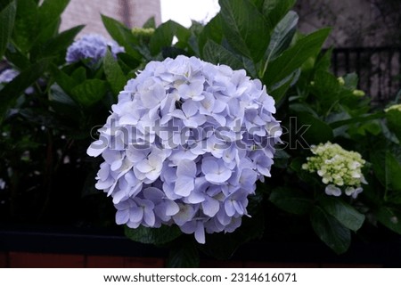 Hydrangeas are deciduous shrubs with flowers in terminal, round or umbrella-shaped clusters in colors of white, pink, or blue, or even purple.